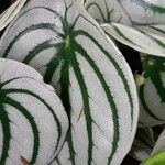 Peperomia argyreia Folha