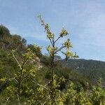 Quercus berberidifolia Агульны выгляд