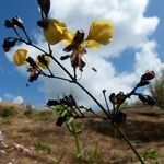 Aneilema johnstonii Drugo