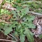 Crepis bursifoliaFolha