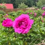 Rosa rugosa Цветок