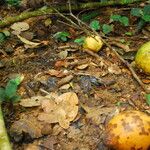 Picralima nitida Fruto