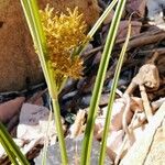 Cyperus esculentus Habit