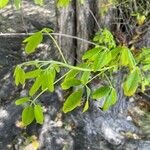 Picrodendron baccatum Hoja