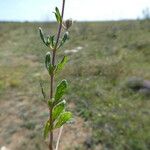 Helianthemum ledifolium Хабит