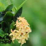 Ixora javanica Žiedas