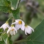 Solanum nigrum Fiore