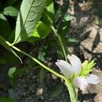 Chelone glabra Fiore