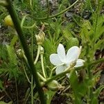 Anthericum ramosum Floare