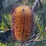 Banksia spinulosa Φρούτο