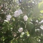 Spiraea prunifolia Blomma