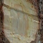 Terminalia superba Corteza
