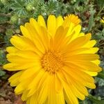 Calendula suffruticosa Flor