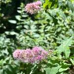 Spiraea salicifolia Blomma