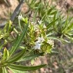Echium decaisnei Flower