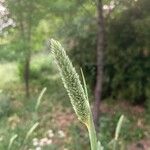 Phalaris aquatica Fiore