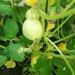 Cucumis anguria Fruit