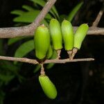 Sideroxylon stenospermum Plod