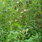 Persicaria mitis Habitat