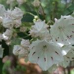 Kalmia latifolia Květ