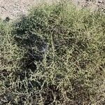 Salsola drummondii عادت