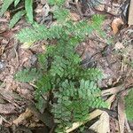 Adiantum terminatum Лист