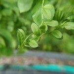 Merremia tridentata Hoja