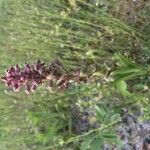 Anacamptis coriophora Flor