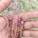 Striga gesnerioides Blomst