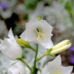 Campanula persicifolia Altro
