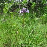 Dichelostemma multiflorum Plante entière