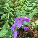 Campanula tracheliumᱵᱟᱦᱟ