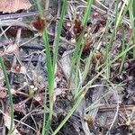 Rhynchospora fusca Hábito