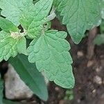 Agastache mexicana Ліст