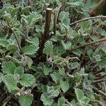 Nepeta × faassenii Habitus