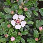 Cotoneaster microphyllus Blomma