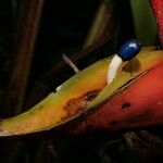 Heliconia bihai Λουλούδι