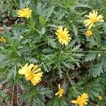 Euryops chrysanthemoides Květ