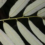 Mabea montana Leaf