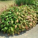 Persicaria orientalis Habitus