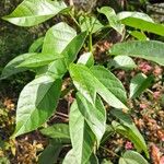 Jatropha integerrima Leaf