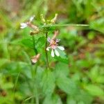 Cuphea racemosa Flower