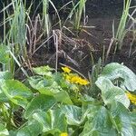 Caltha palustris Flower