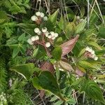 Cornus racemosa Frucht