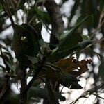 Rhododendron maddenii Leaf