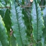 Zanthoxylum caribaeum Leaf