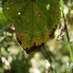 Dombeya ciliata Folla