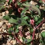 Persicaria maculosa Leaf