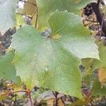 Vitis riparia Hoja