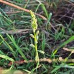 Albuca abyssinica Kwiat